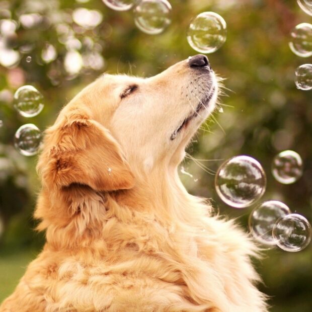 IMAGE FOR SAMPLE PAGE